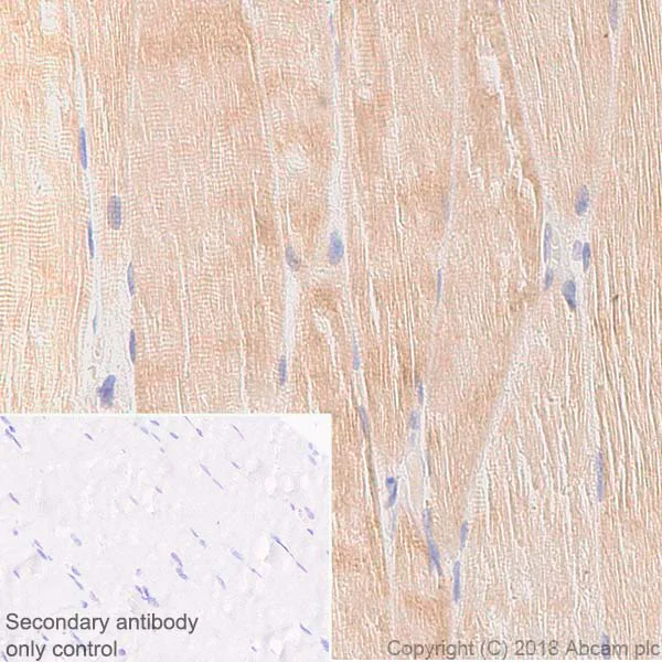 Immunohistochemistry (Formalin/PFA-fixed paraffin-embedded sections) - Anti-SIRT1 antibody [EPR18239] - BSA and Azide free (AB233398)