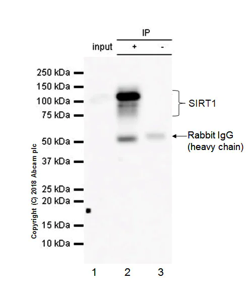 Immunoprecipitation - Anti-SIRT1 antibody [EPR18239] - BSA and Azide free (AB233398)