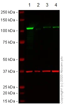 Western blot - Anti-SIRT1 antibody [EPR18239] - BSA and Azide free (AB233398)