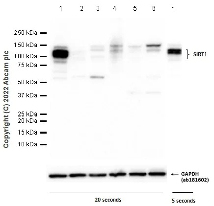 Western blot - Anti-SIRT1 antibody [EPR18239] - BSA and Azide free (AB233398)