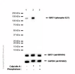 Western blot - Anti-SIRT1 (phospho S27) antibody [EP2850Y] (AB76029)