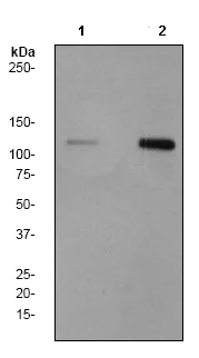 Western blot - Anti-SIRT1 (phospho S27) antibody [EP2850Y] - BSA and Azide free (AB284736)