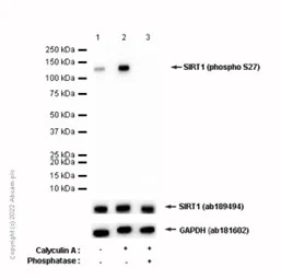 Western blot - Anti-SIRT1 (phospho S27) antibody [EP2850Y] - BSA and Azide free (AB284736)