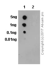 Dot Blot - Anti-SIRT1 (phospho S47) antibody [EPR2849Y] (AB76039)