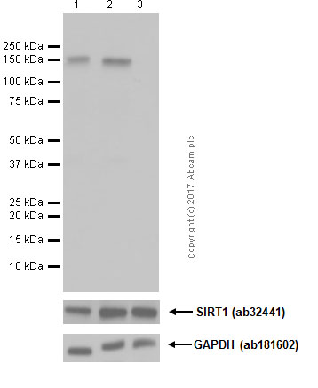 Western blot - Anti-SIRT1 (phospho S47) antibody [EPR2849Y] (AB76039)