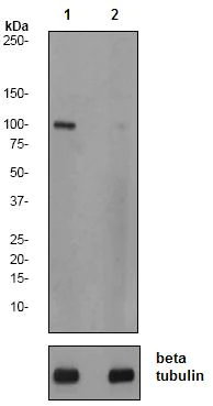 Western blot - Anti-SIRT1 (phospho S47) antibody [EPR2849Y] - BSA and Azide free (AB247432)