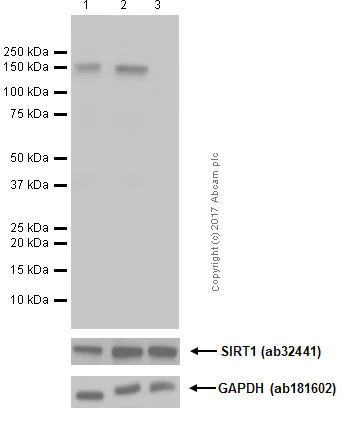 Western blot - Anti-SIRT1 (phospho S47) antibody [EPR2849Y] - BSA and Azide free (AB247432)