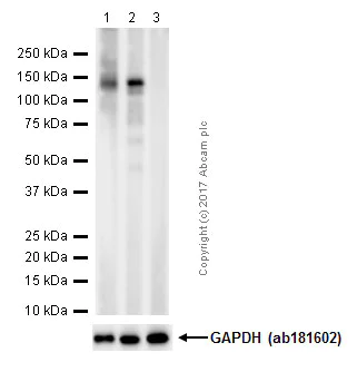 Western blot - Anti-SIRT1 (phospho S47) antibody [EPR2849Y] - BSA and Azide free (AB247432)