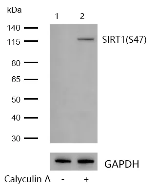 Western blot - Anti-SIRT1 (phospho S47) antibody [SN06-40] (AB326627)