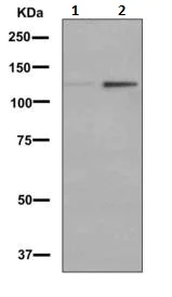 Western blot - Anti-SIRT1 (phospho T530) antibody [EPNCIR153] - BSA and Azide free (AB249273)