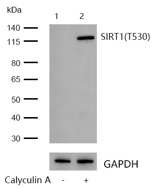 Western blot - Anti-SIRT1 (phospho T530) antibody [JJ206-6] (AB326636)