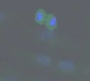 Immunocytochemistry/ Immunofluorescence - Anti-SIRT2 antibody (AB19388)