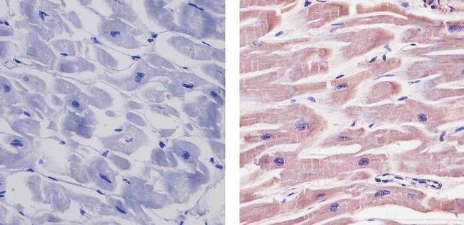 Immunohistochemistry (Formalin/PFA-fixed paraffin-embedded sections) - Anti-SIRT2 antibody (AB19388), expandable thumbnail