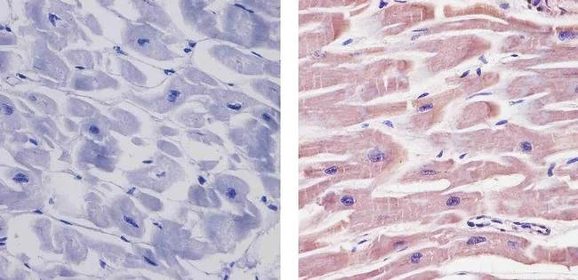 Immunohistochemistry (Formalin/PFA-fixed paraffin-embedded sections) - Anti-SIRT2 antibody (AB19388)
