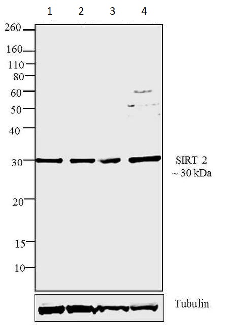 Western blot - Anti-SIRT2 antibody (AB19388), expandable thumbnail