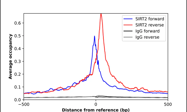 ChIP - Anti-SIRT2 Antibody (AB327191)