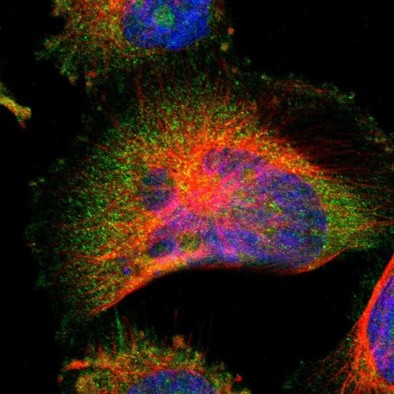 Immunocytochemistry/ Immunofluorescence - Anti-SIRT2 Antibody (AB327191)