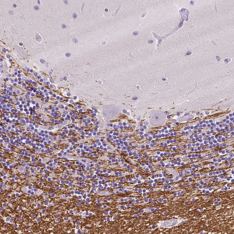 Immunohistochemistry (Formalin/PFA-fixed paraffin-embedded sections) - Anti-SIRT2 Antibody (AB327191)
