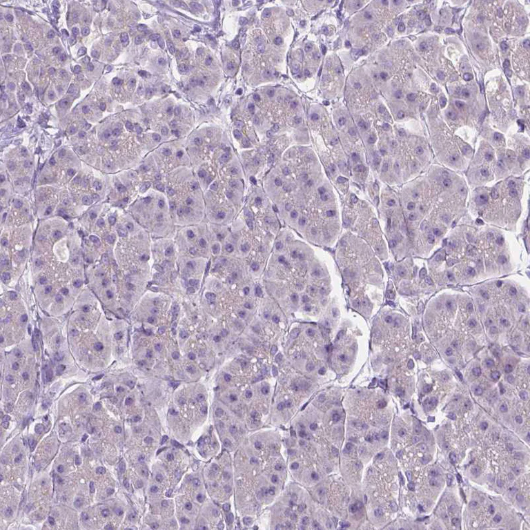 Immunohistochemistry (Formalin/PFA-fixed paraffin-embedded sections) - Anti-SIRT2 Antibody (AB327191)