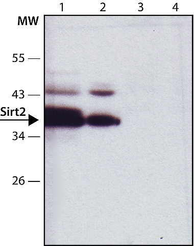 Western blot - Anti-SIRT2 antibody (AB67299), expandable thumbnail