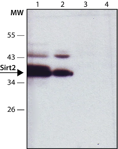 Western blot - Anti-SIRT2 antibody (AB67299)