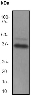 Western blot - Anti-SIRT2 antibody [EP1668Y] (AB51023)