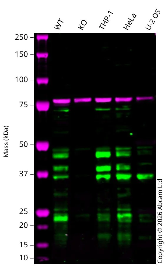 Western blot - Anti-SIRT2 antibody [EP1668Y] - BSA and Azide free (AB239838)