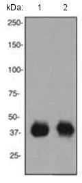 Western blot - Anti-SIRT2 antibody [EPR1667] - BSA and Azide free (AB248710)