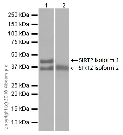 Western blot - Anti-SIRT2 antibody [EPR20411-105] (AB211033)