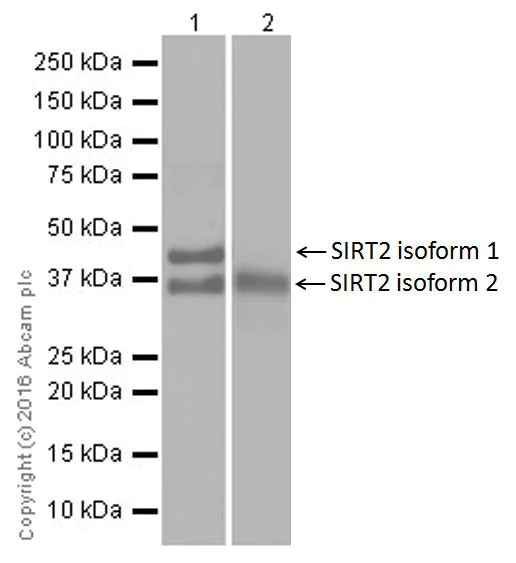 Western blot - Anti-SIRT2 antibody [EPR20411-105] (AB211033)