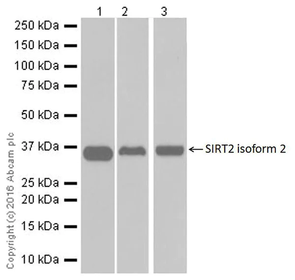 Western blot - Anti-SIRT2 antibody [EPR20411-105] (AB211033)