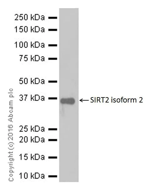 Western blot - Anti-SIRT2 antibody [EPR20411-105] (AB211033)