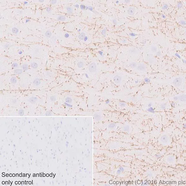 Immunohistochemistry (Formalin/PFA-fixed paraffin-embedded sections) - Anti-SIRT2 antibody [EPR20411-105] - BSA and Azide free (AB223534)