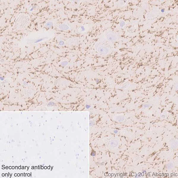 Immunohistochemistry (Formalin/PFA-fixed paraffin-embedded sections) - Anti-SIRT2 antibody [EPR20411-105] - BSA and Azide free (AB223534)