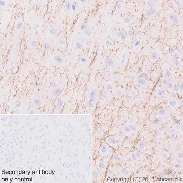 Immunohistochemistry (Formalin/PFA-fixed paraffin-embedded sections) - Anti-SIRT2 antibody [EPR20411-105] - BSA and Azide free (AB223534)