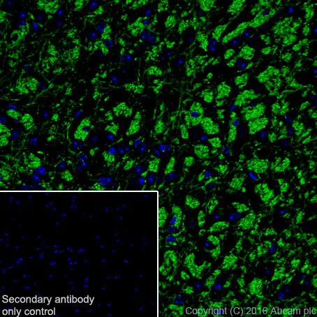 Immunohistochemistry (Frozen sections) - Anti-SIRT2 antibody [EPR20411-105] - BSA and Azide free (AB223534)