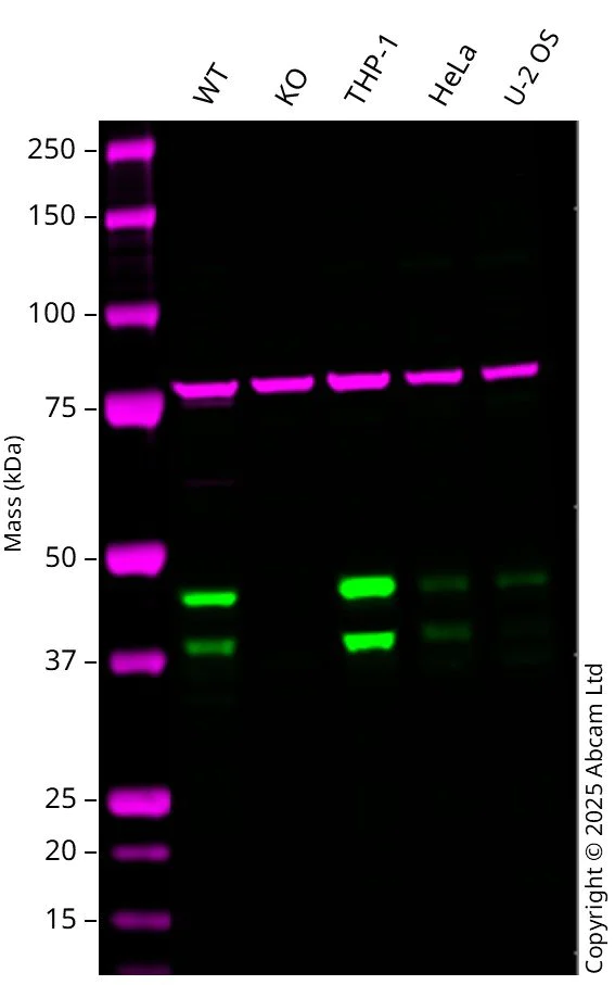 Western blot - Anti-SIRT2 antibody [EPR20411-105] - BSA and Azide free (AB223534)