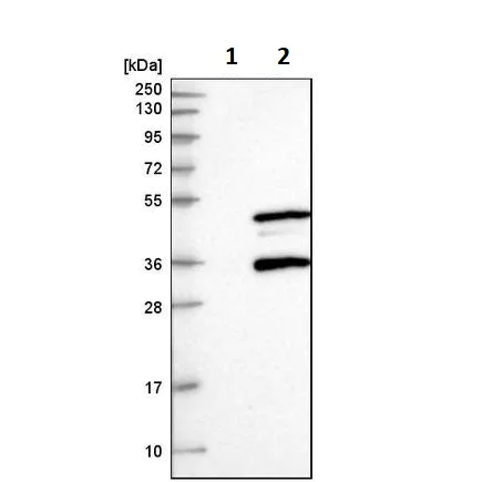 Western blot - Anti-SIRT3 antibody (AB260049)