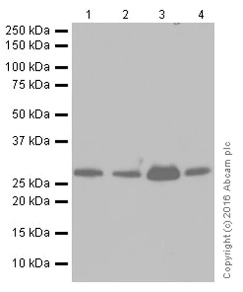 Western blot - Anti-SIRT3 antibody [EPR19755] (AB217319)