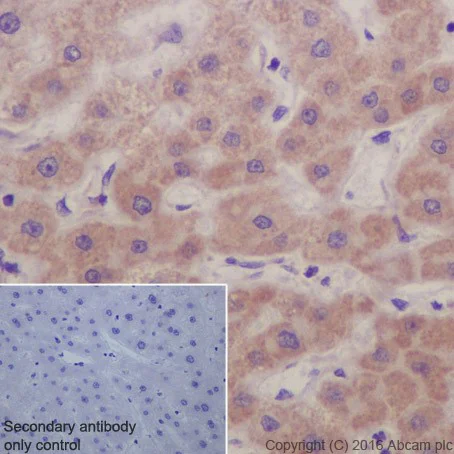 Immunohistochemistry (Formalin/PFA-fixed paraffin-embedded sections) - Anti-SIRT3 antibody [EPR19755] - BSA and Azide free (AB223531)