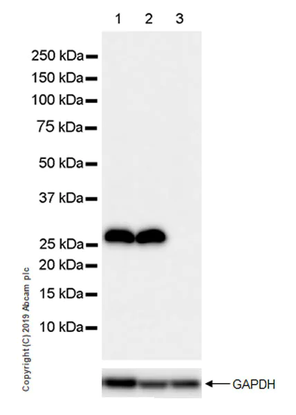 Western blot - Anti-SIRT3 antibody [EPR23514-36] (AB246522)