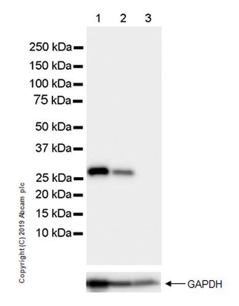 Western blot - Anti-SIRT3 antibody [EPR23514-36] (AB246522)