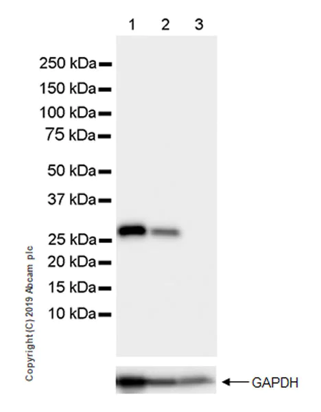 Western blot - Anti-SIRT3 antibody [EPR23514-36] (AB246522)