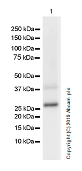 Western blot - Anti-SIRT3 antibody [EPR23514-36] (AB246522)