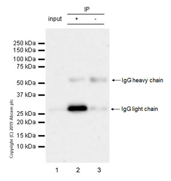 Immunoprecipitation - Anti-SIRT3 antibody [EPR23514-36] - BSA and Azide free (AB270523)