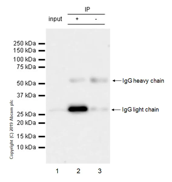 Immunoprecipitation - Anti-SIRT3 antibody [EPR23514-36] - BSA and Azide free (AB270523)