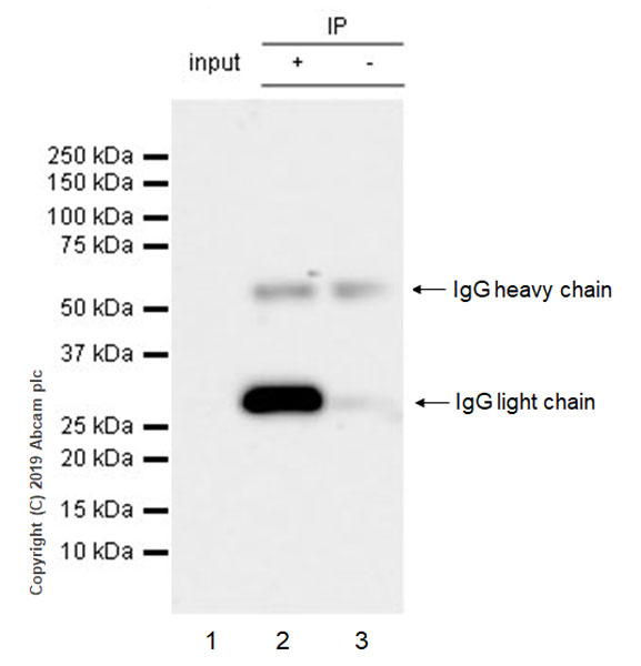 Immunoprecipitation - Anti-SIRT3 antibody [EPR23514-36] - BSA and Azide free (AB270523)