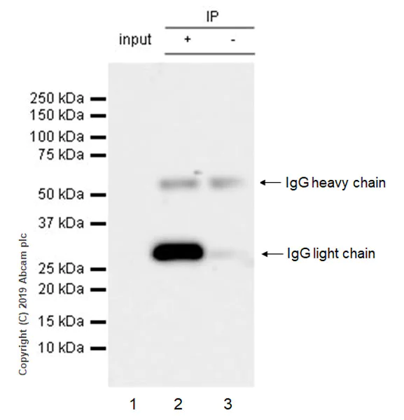 Immunoprecipitation - Anti-SIRT3 antibody [EPR23514-36] - BSA and Azide free (AB270523)