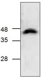 Western blot - Anti-SIRT4 antibody (AB124521)