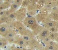 Immunohistochemistry (Formalin/PFA-fixed paraffin-embedded sections) - Anti-SIRT4 antibody (AB231137)